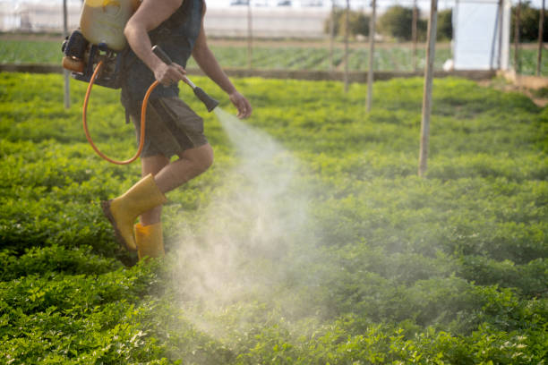 Best Ant Control Services  in Lampasas, TX