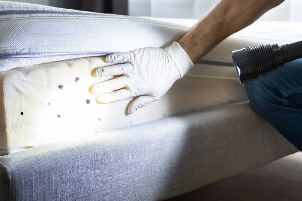 Best Emergency Pest Control  in Lampasas, TX