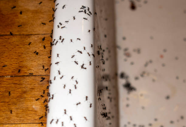  Lampasas, TX Pest Control Pros