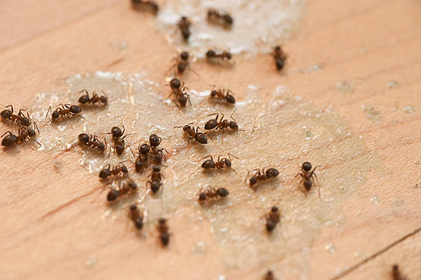 Best Pest Inspection Near Me  in Lampasas, TX